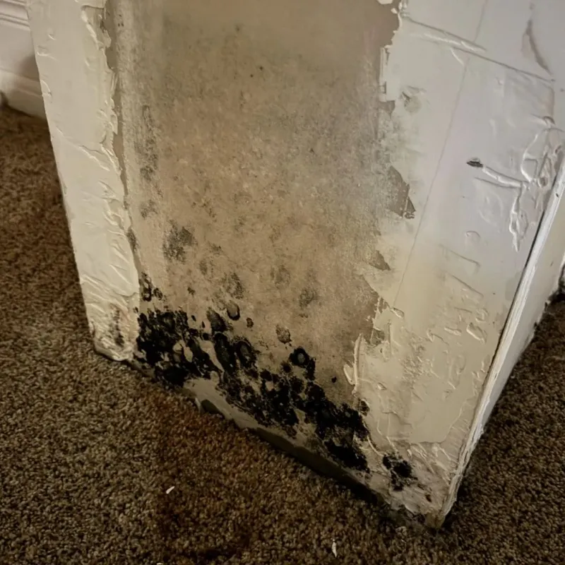 Professional Mold Removal in Cotati, CA
